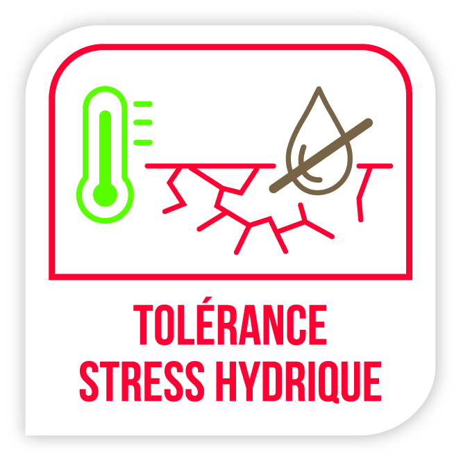 Tolérance stress hydrique